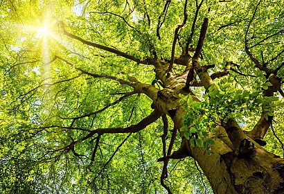 Fototapeta Slnko v korunách stromov 1227